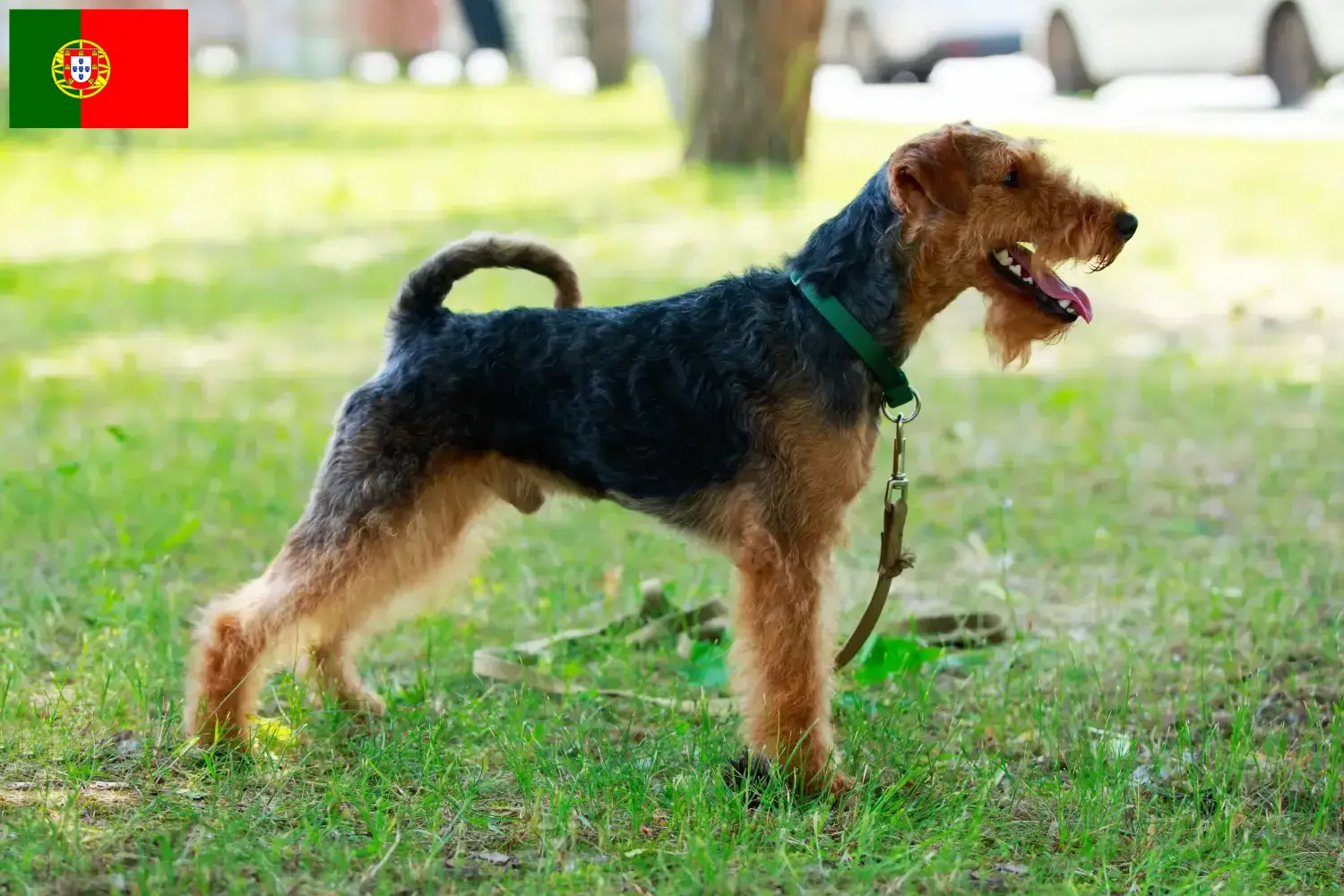 Welsh terrier kölykök és tenyésztők Portugália Itt találhatsz welsh terrier tenyésztőket Portugáliában.