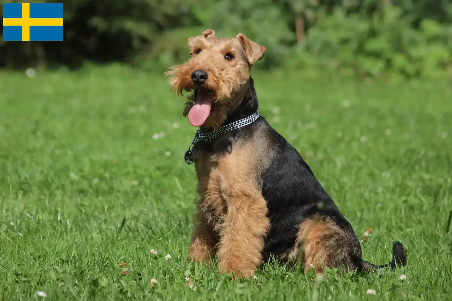 Welsh terrier kölykök és tenyésztők Svédországban Svédországban található welsh terrier tenyésztők itt találhatók.