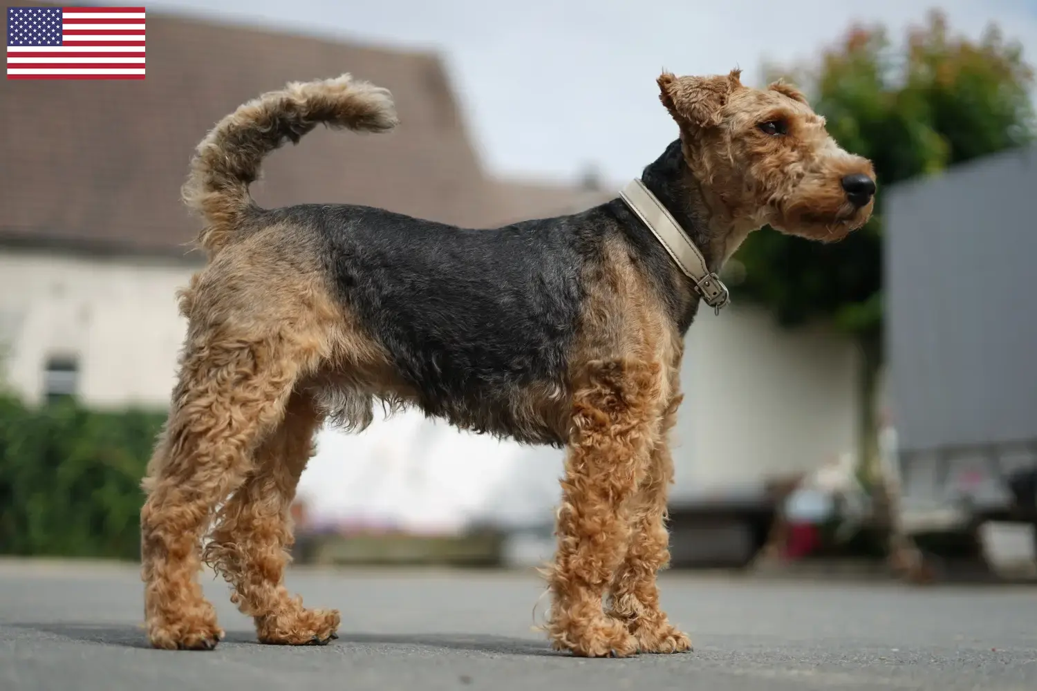 Welsh Terrier kiskutyák és tenyésztők USA Welsh terrier tenyésztőket az USA-ban itt találsz.