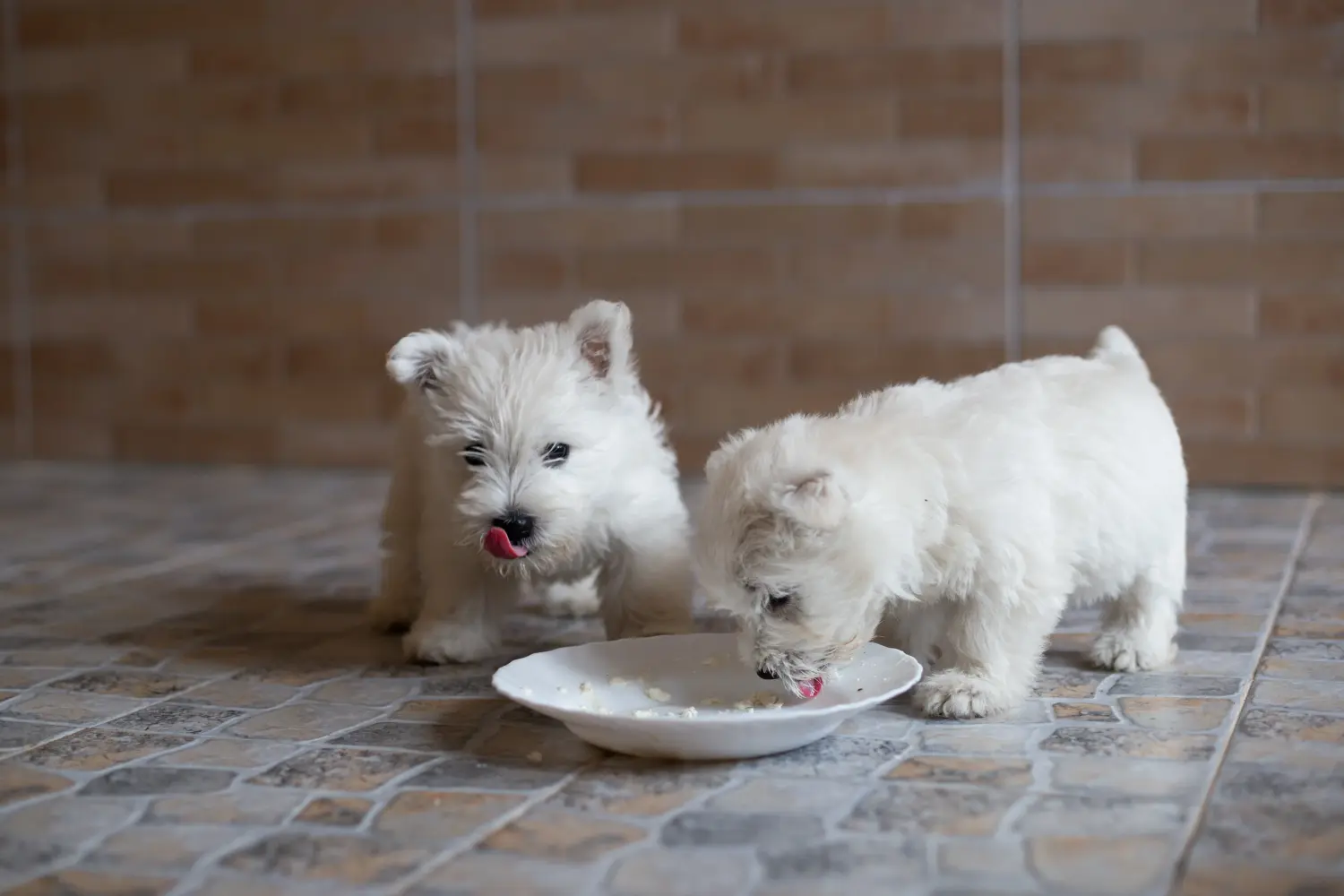 Westie kiskutya vásárlása felelősségvállalást jelent! Westie kiskutyák vásárlása.