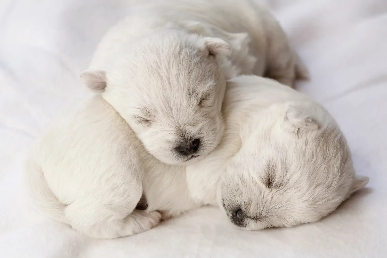 Westie kiskutya vásárlása felelősségvállalást jelent! Westie kiskutyák vásárlása.