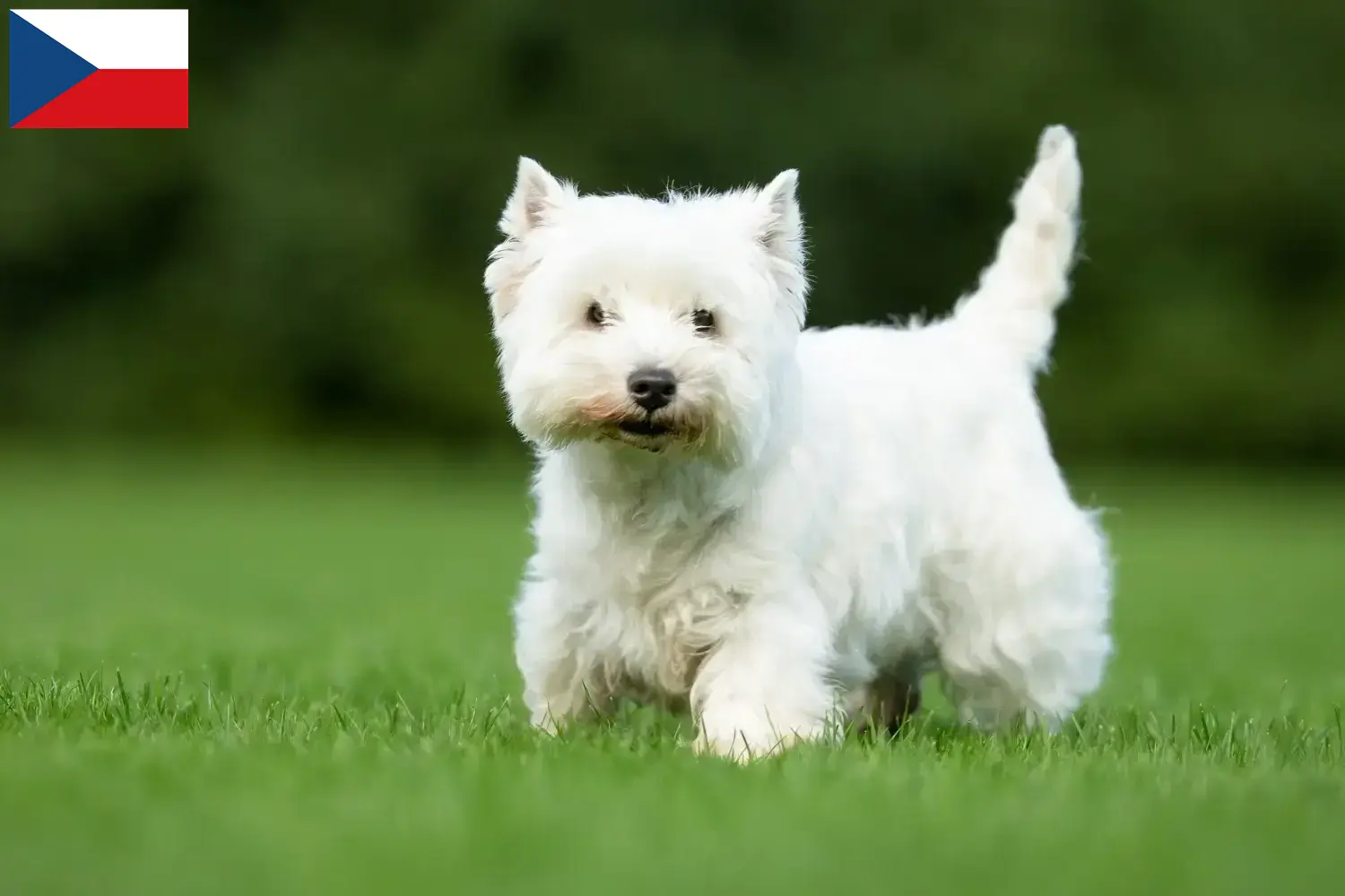 Westie kiskutyák és tenyésztők Csehország Itt találhat Westie tenyésztőket Csehországban.