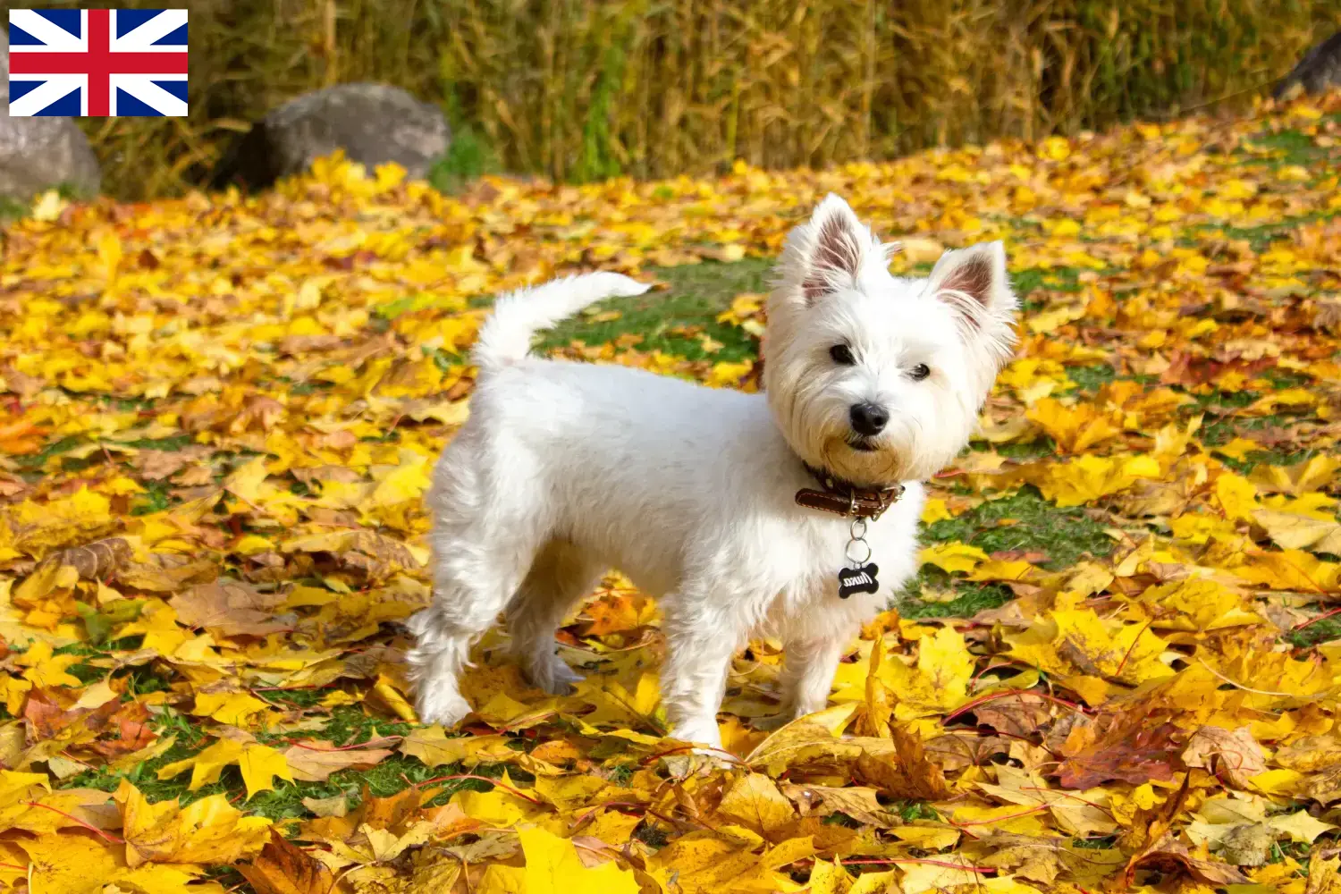 Westie kiskutyák és tenyésztők Nagy-Britannia Itt találhat Westie tenyésztőket Nagy-Britanniában.