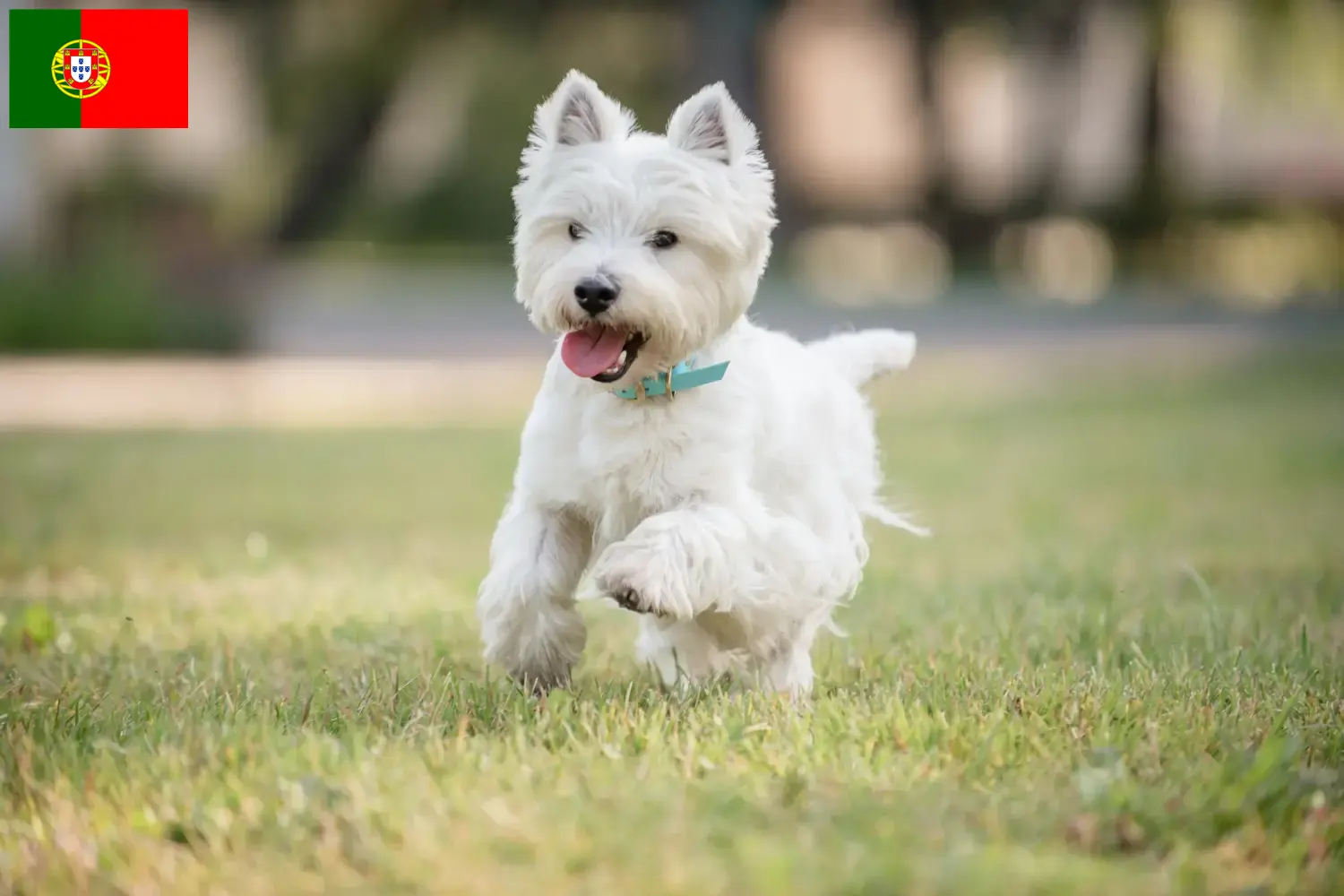 Westie kiskutyák és tenyésztők Portugália Westie tenyésztőket Portugália területén itt találsz.