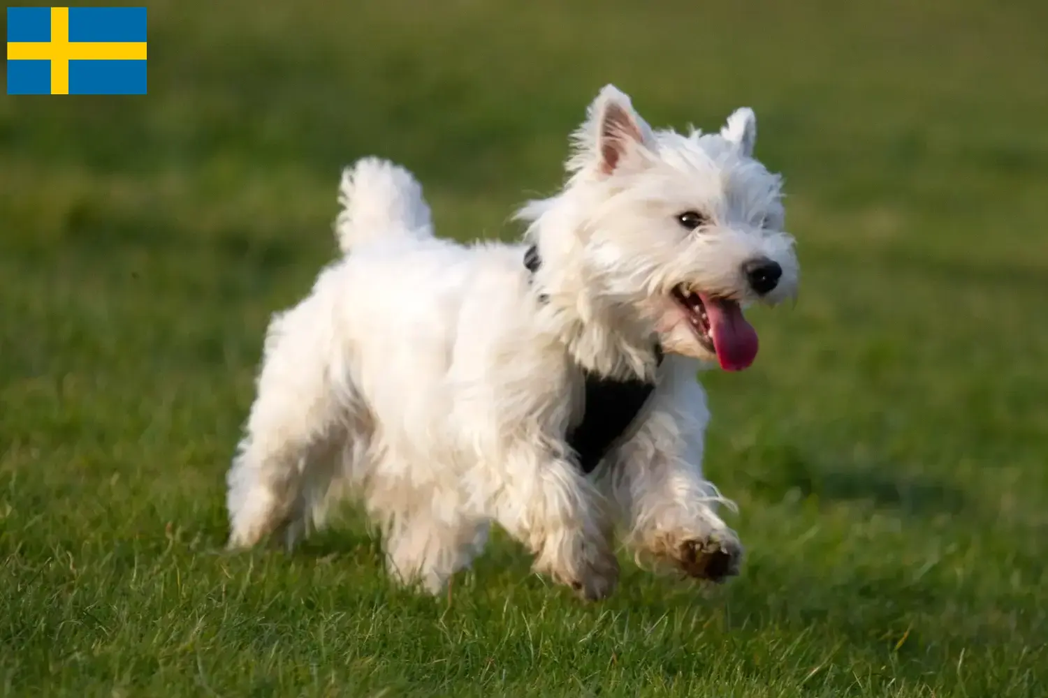 Westie kiskutyák és tenyésztők Svédországban Itt találhat Westie tenyésztőket Svédországban.