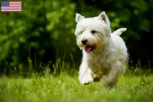 Read more about the article Westie tenyésztők és kölykök az USA-ban
