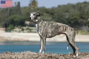 Read more about the article Whippet tenyésztők és kölykök az USA-ban