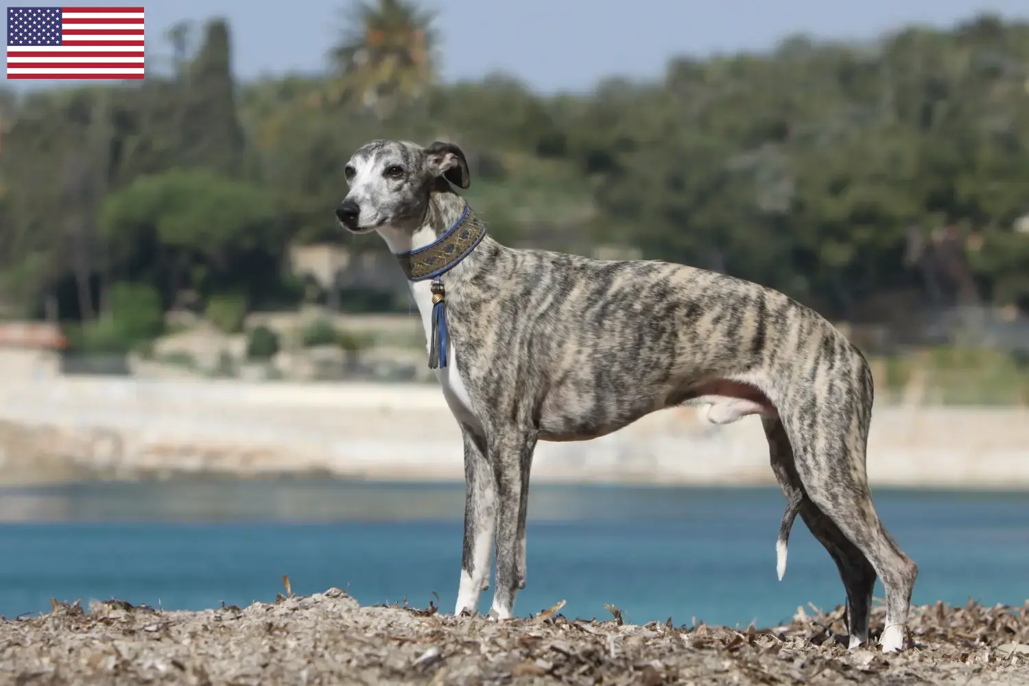 Whippet kiskutyák és tenyésztők USA Itt találhat Whippet tenyésztőket az USA-ban.