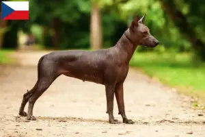 Read more about the article Xolo tenyésztők és kiskutyák Csehországban