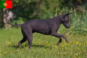 Read more about the article Xolo tenyésztők és kiskutyák Portugáliában