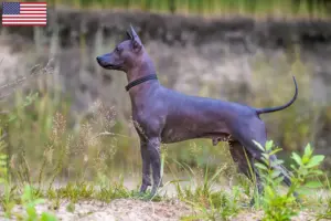Read more about the article Xolo tenyésztők és kölykök az USA-ban