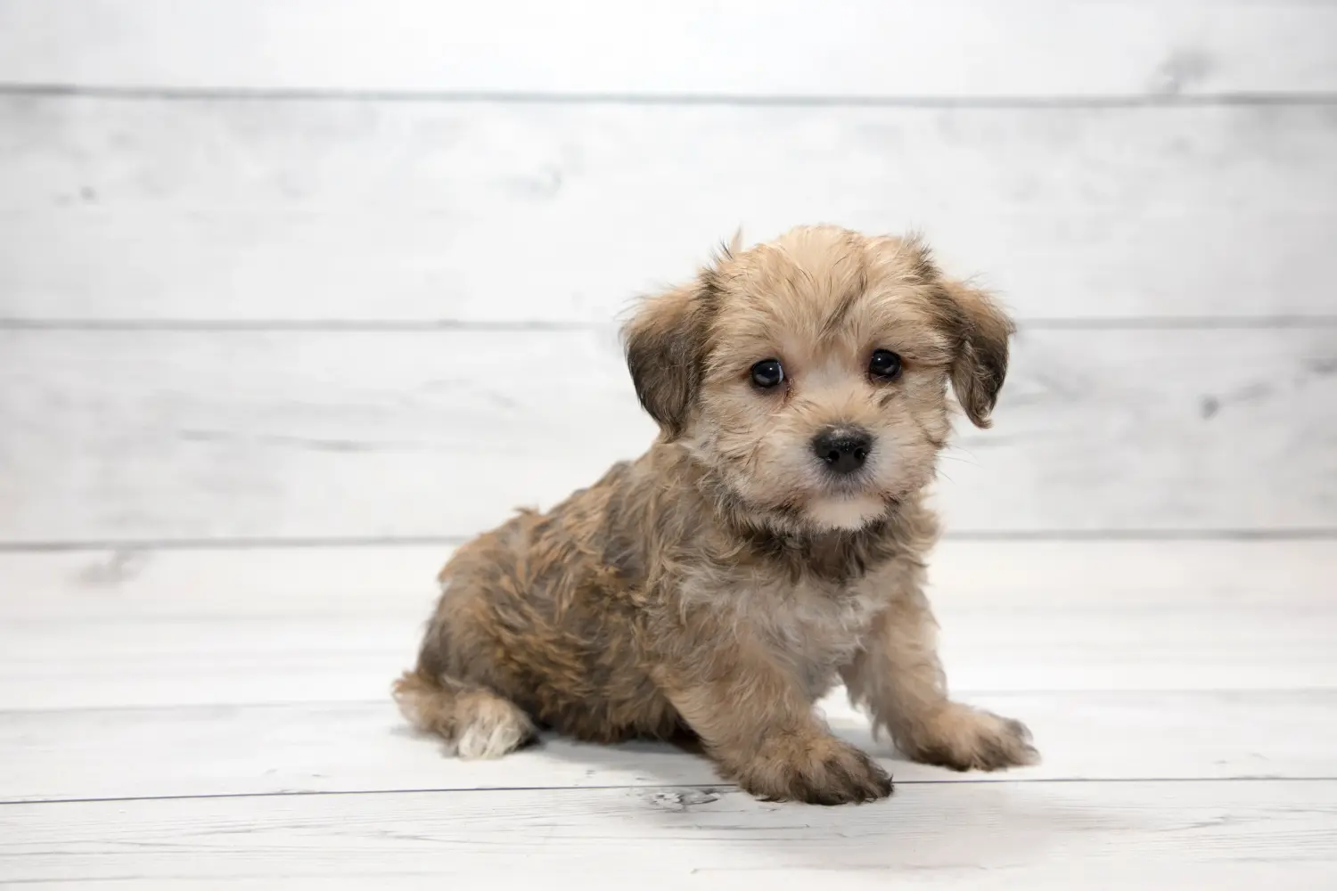 Egy Yorkipoo kölyökkutya megvásárlása felelősségvállalást jelent! Vásároljon Yorkipoo kölyökkutyákat.