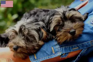 Read more about the article Yorkipoo tenyésztők és kölykök az USA-ban