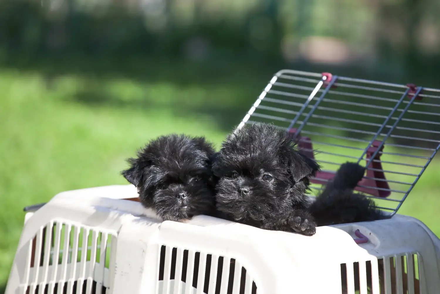 Affenpinscher kiskutya vásárlása felelősségvállalást jelent! Affenpinscher kiskutyák vásárlása.