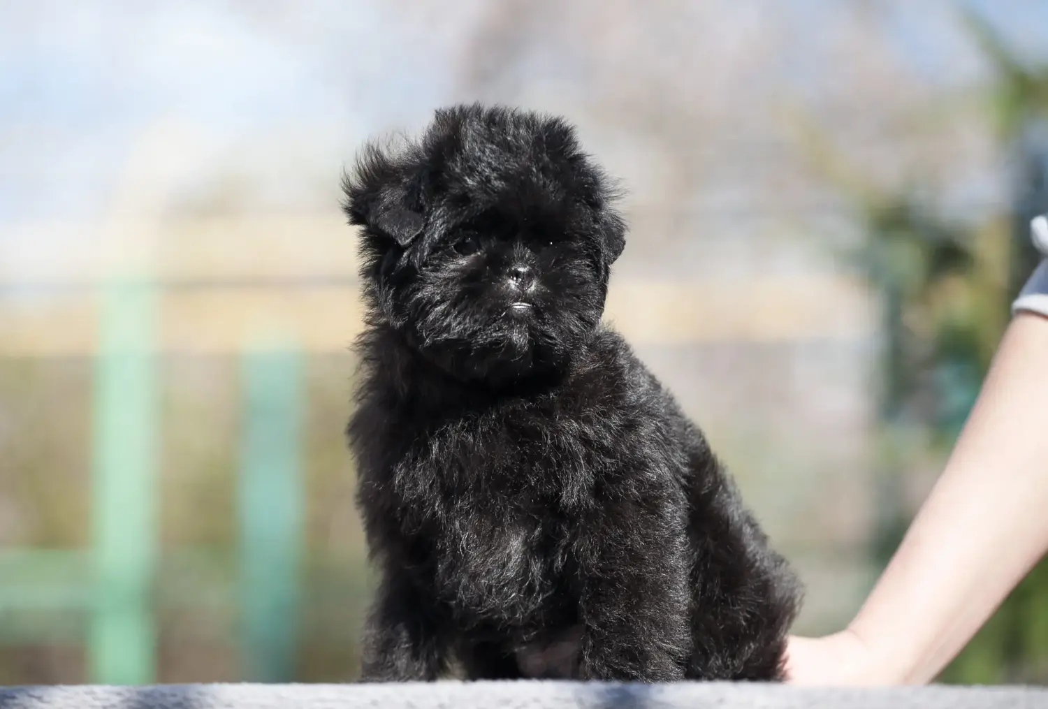 Affenpinscher kiskutya vásárlása felelősségvállalást jelent! Affenpinscher kiskutyák vásárlása.