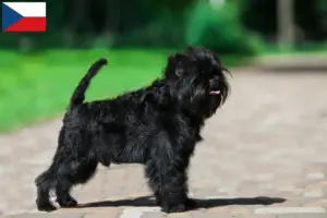 Read more about the article Affenpinscher tenyésztők és kölykök Csehországban