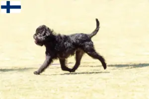 Read more about the article Affenpinscher tenyésztők és kölykök Finnországban