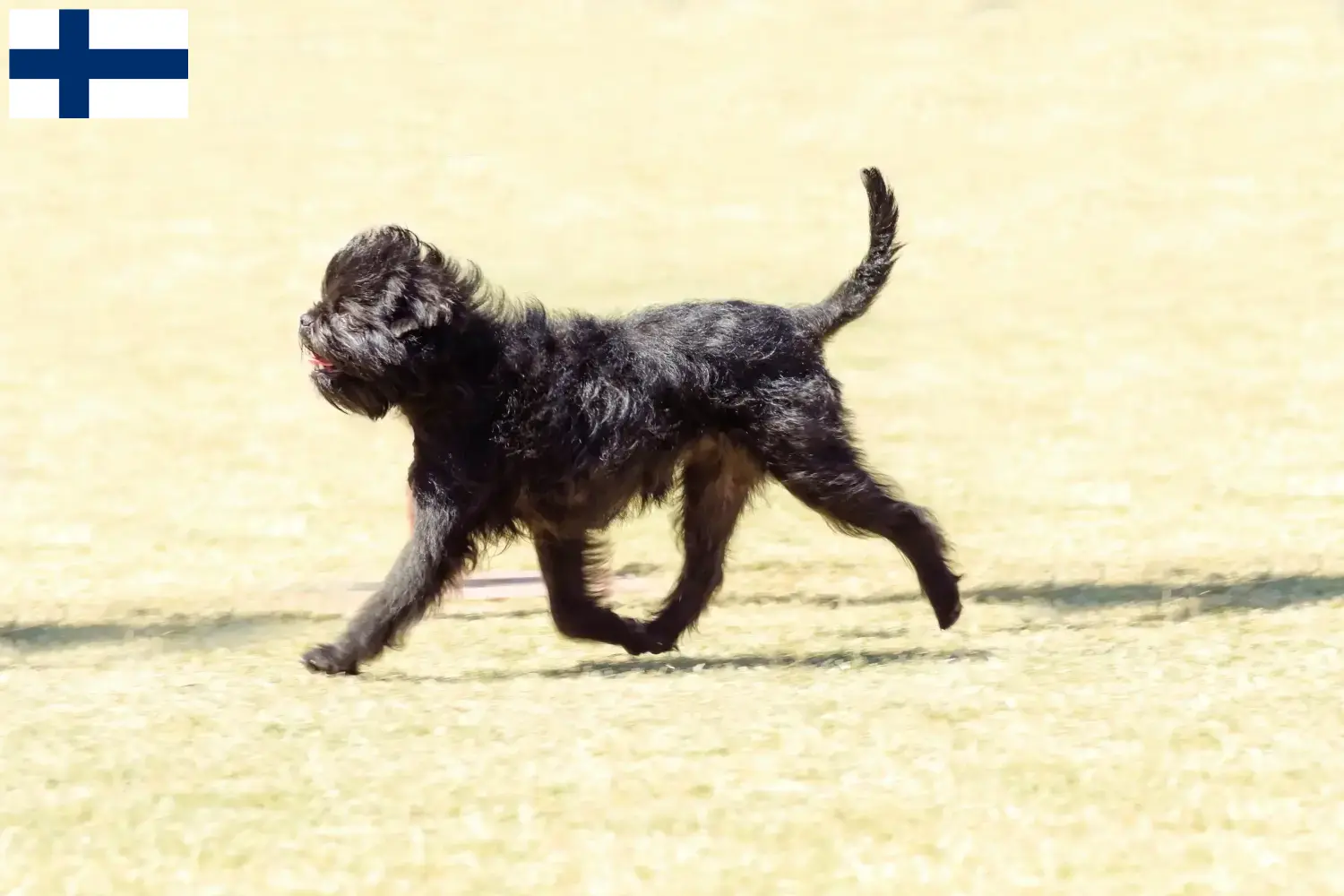 Affenpinscher kiskutyák és tenyésztők Finnország Itt találhat Affenpinscher tenyésztőket Finnországban.