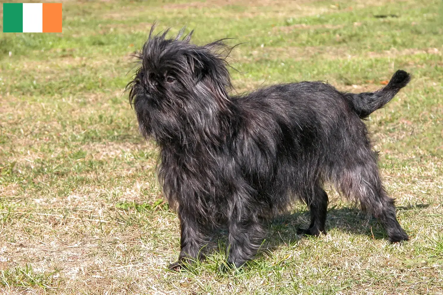 Affenpinscher kiskutyák és tenyésztők Írország Affenpinscher tenyésztőket Írországban itt találsz.