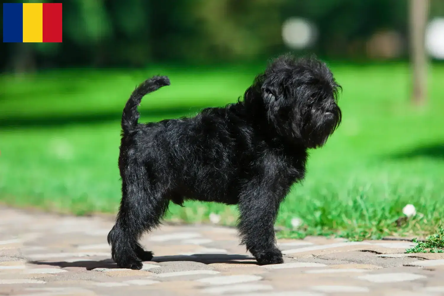 Affenpinscher kiskutyák és tenyésztők Románia Itt találhat Affenpinscher tenyésztőket Romániában.