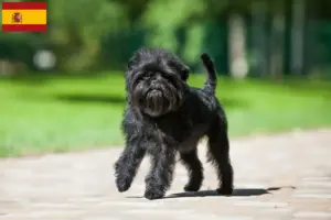 Read more about the article Affenpinscher tenyésztők és kölykök Spanyolországban