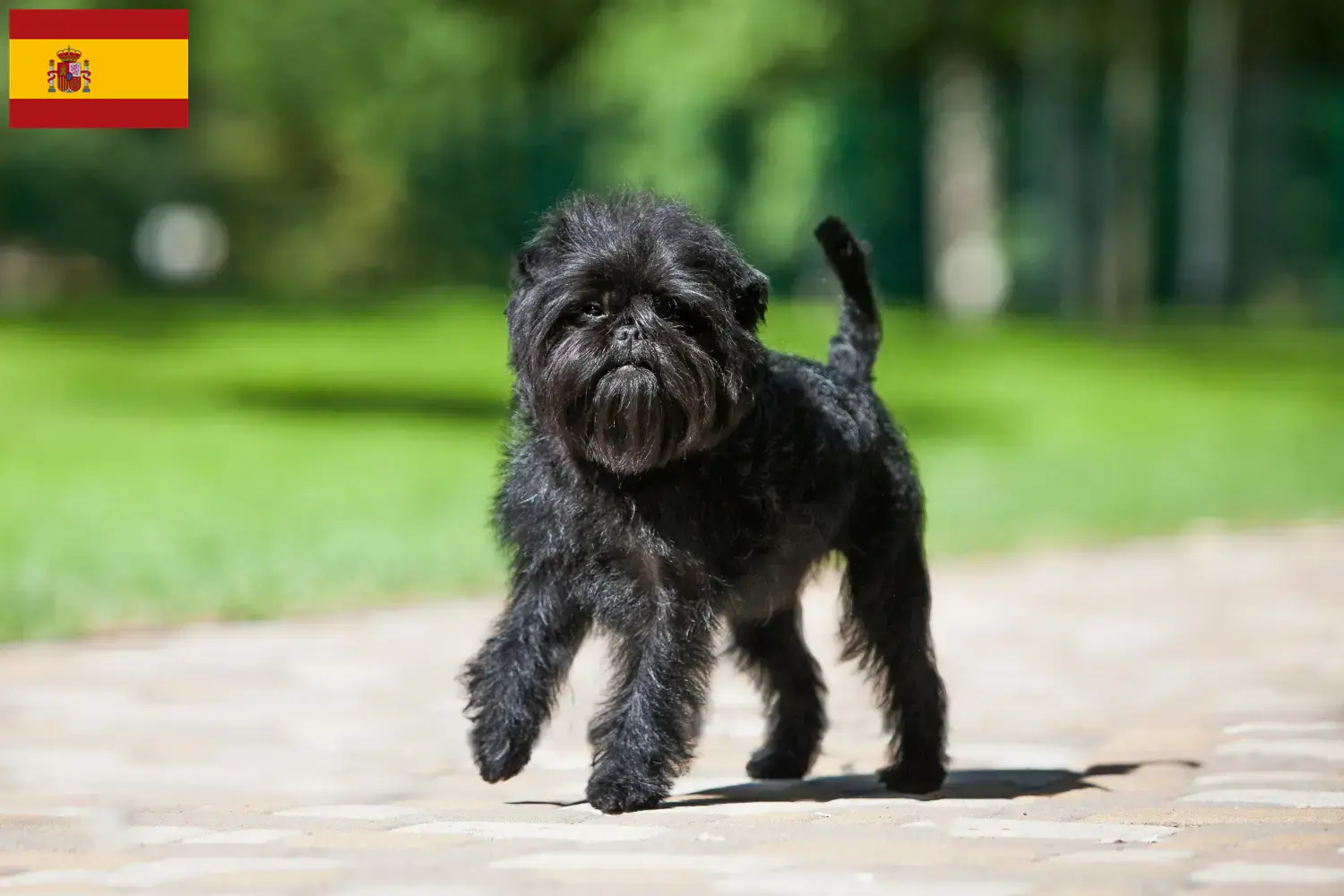 Affenpinscher kiskutyák és tenyésztők Spanyolország Itt talál Affenpinscher tenyésztőket Spanyolországban.