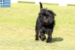 Read more about the article Affenpinscher tenyésztők és kölykök Görögországban