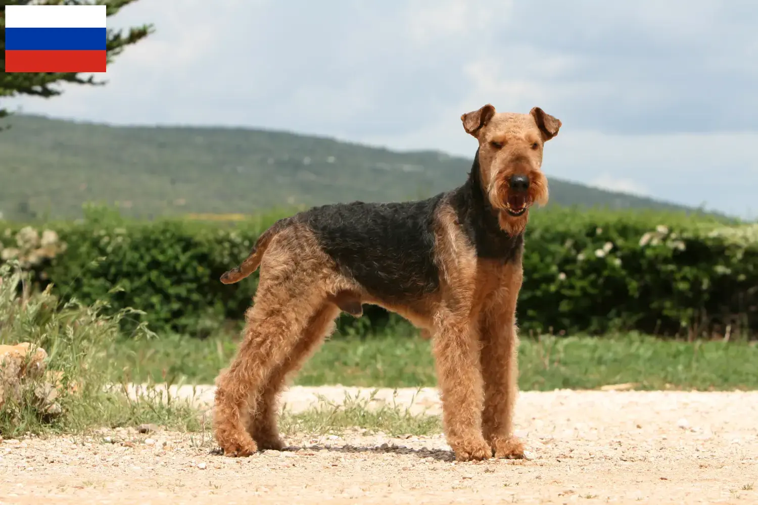Read more about the article Airedale terrier tenyésztők és kölykök Oroszországban