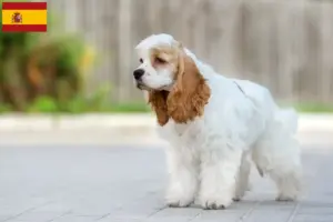 Read more about the article American Cocker Spaniel tenyésztők és kölykök Spanyolországban