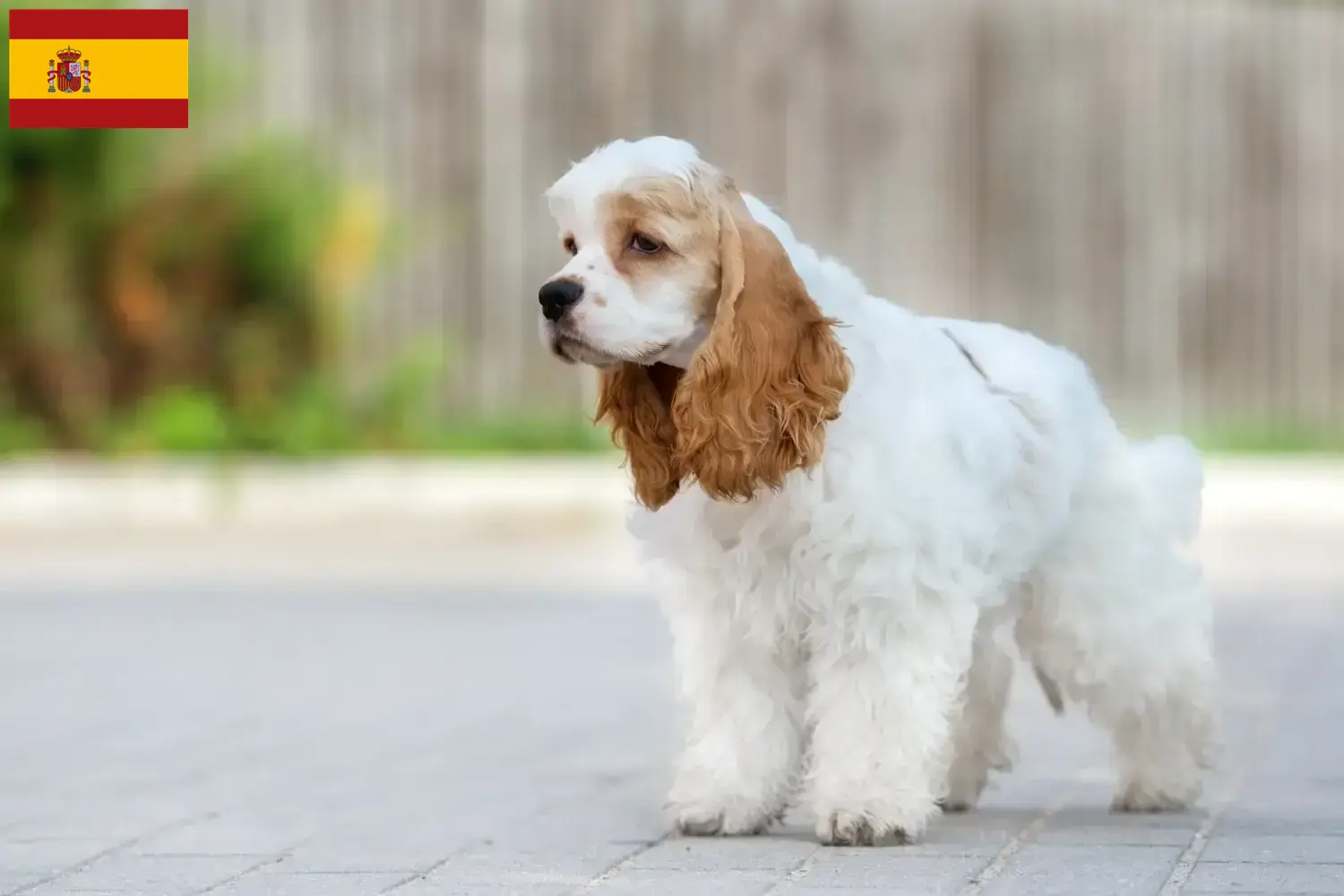 Read more about the article American Cocker Spaniel tenyésztők és kölykök Spanyolországban
