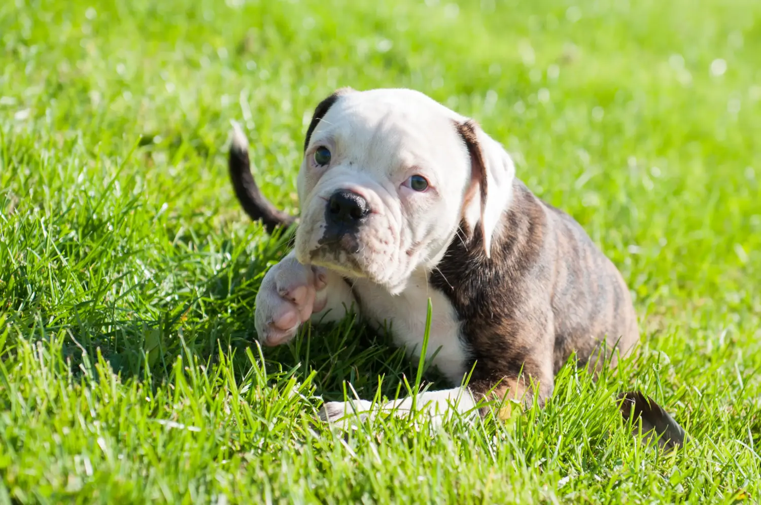 Amerikai bulldog kölyökkutya vásárlása felelősségvállalást jelent! Amerikai bulldog kiskutyák vásárlása.