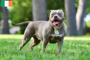 Read more about the article Amerikai bulldog tenyésztők és kölykök Írországban