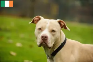 Read more about the article Amerikai Pit Bull Terrier tenyésztők és kölykök Írországban