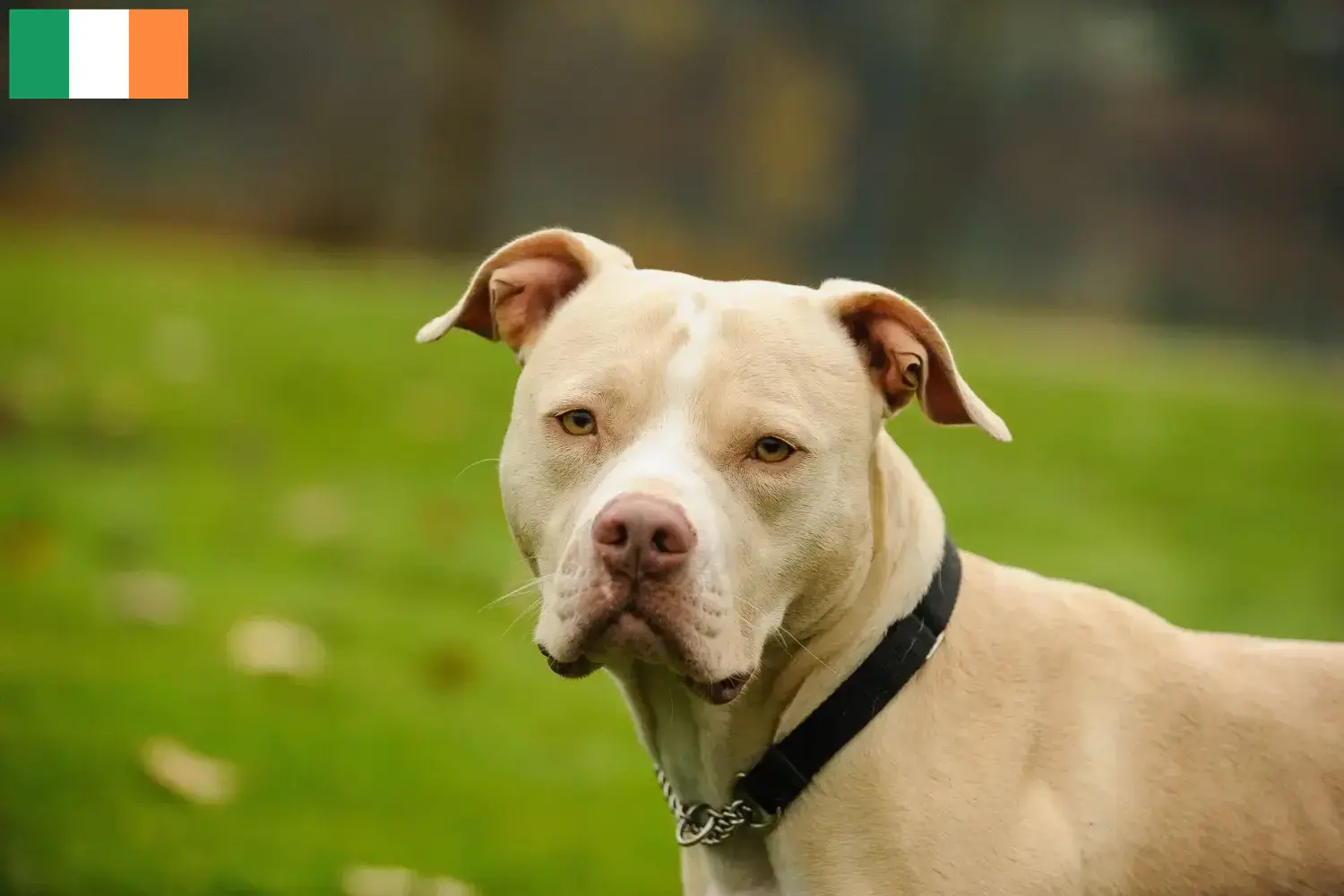 Read more about the article Amerikai Pit Bull Terrier tenyésztők és kölykök Írországban