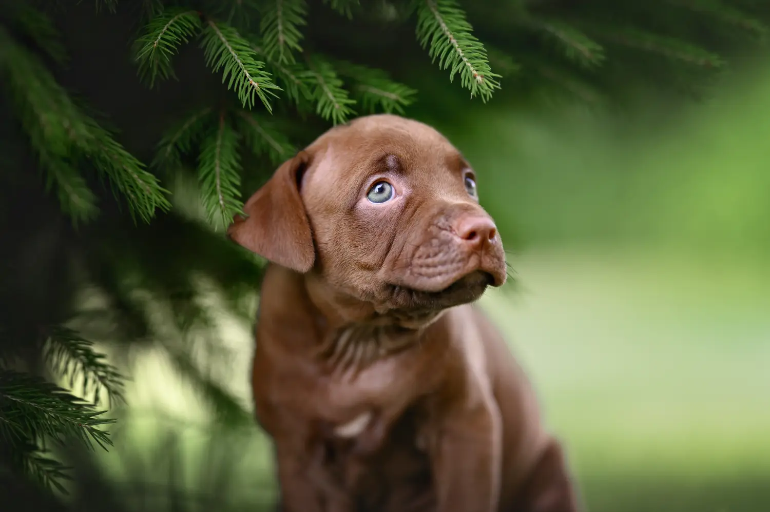 Amerikai pitbull terrier kölyökkutya vásárlása felelősségvállalást jelent! Amerikai pitbull terrier kölyökkutyák vásárlása.
