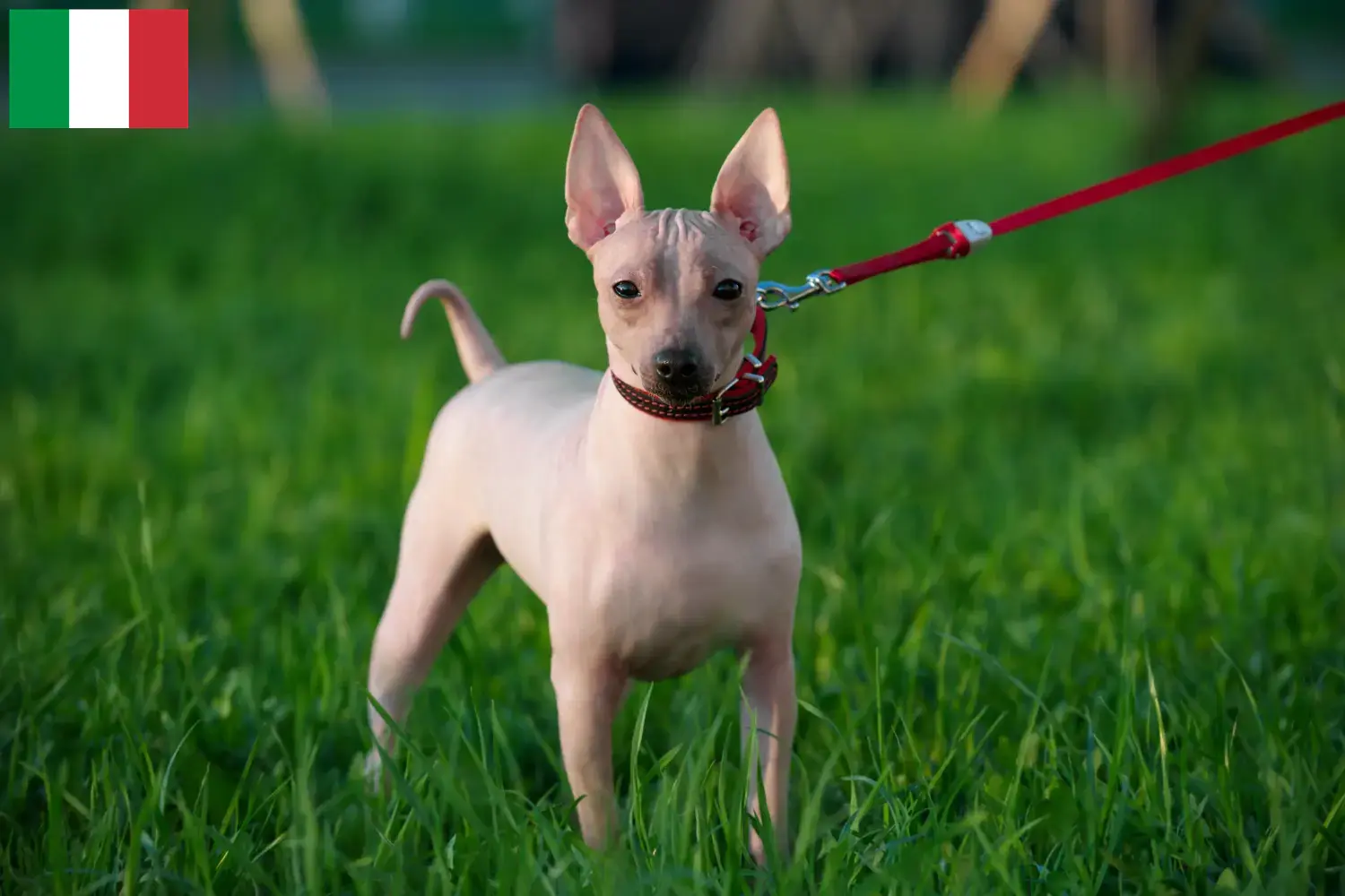 Read more about the article Amerikai szőrmentes terrier tenyésztők és kölykök Olaszországban