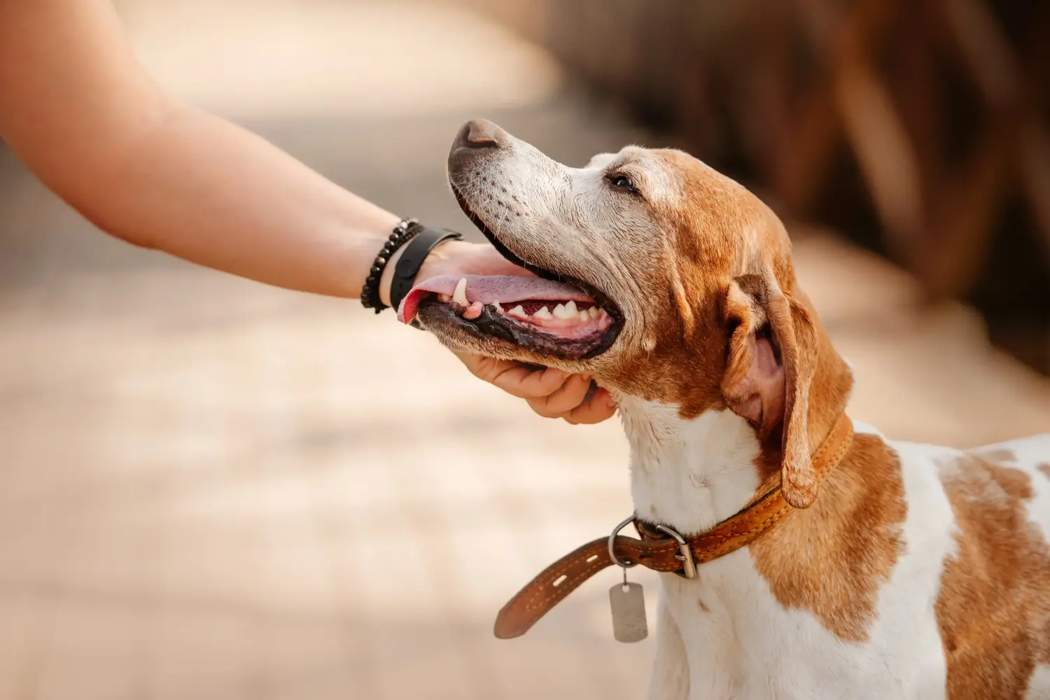 English Pointer - Szerelmem e kutyafajta iránt. Miért szeretem az English Pointert