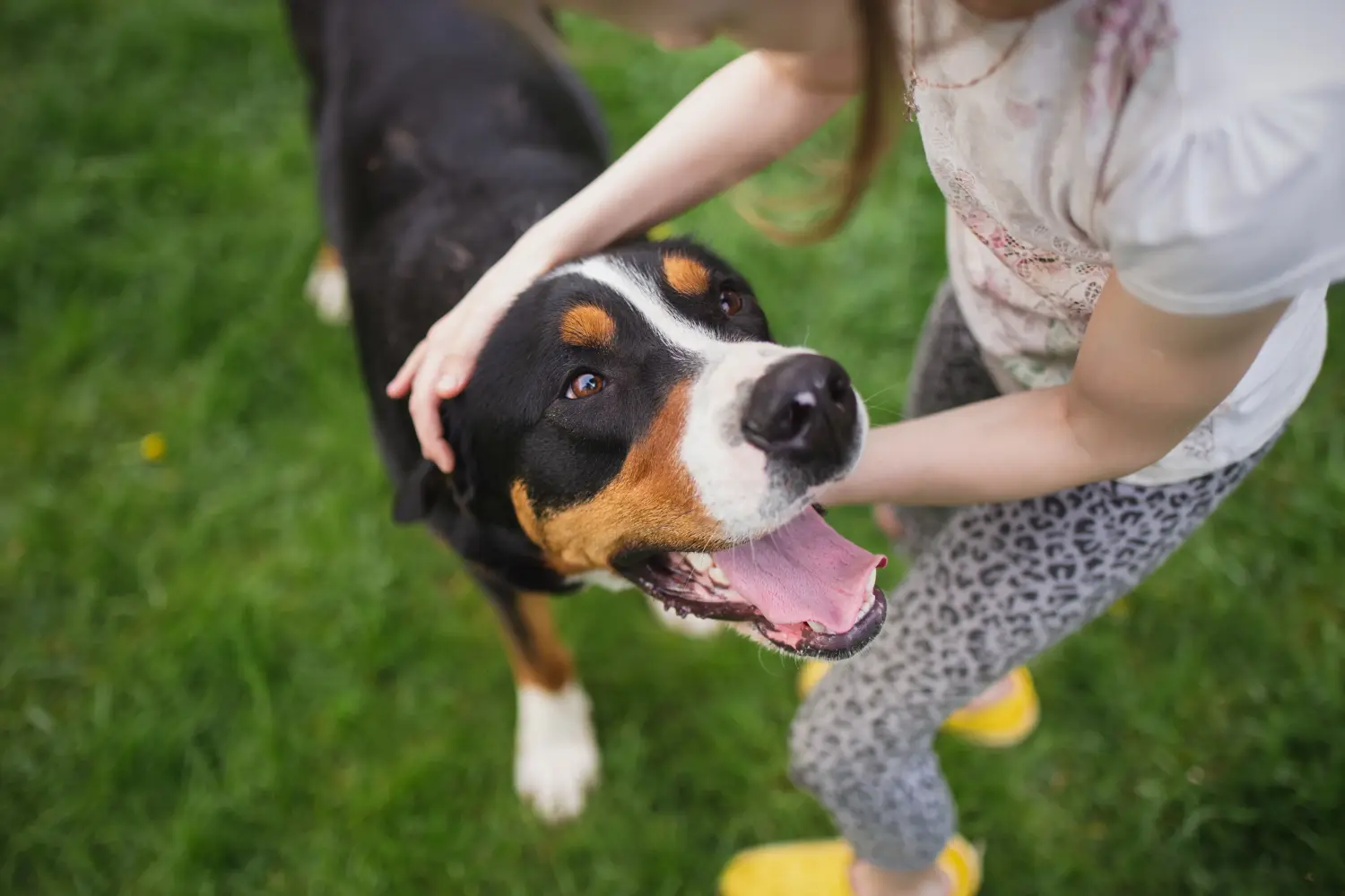 Appenzeller Sennenhund - Szerelmem e kutyafajta iránt. Miért szeretem az Appenzelli Hegyikutyát