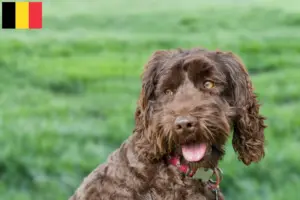 Read more about the article Ausztrál labradoodle tenyésztők és kölykök Belgiumban