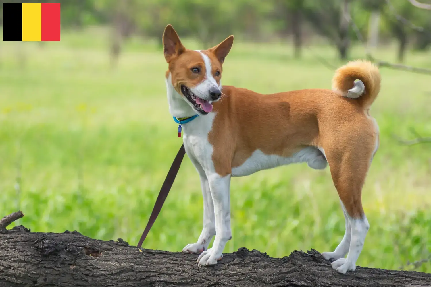 Read more about the article Basenji tenyésztők és kölykök Belgiumban