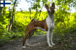 Read more about the article Basenji tenyésztők és kiskutyák Finnországban