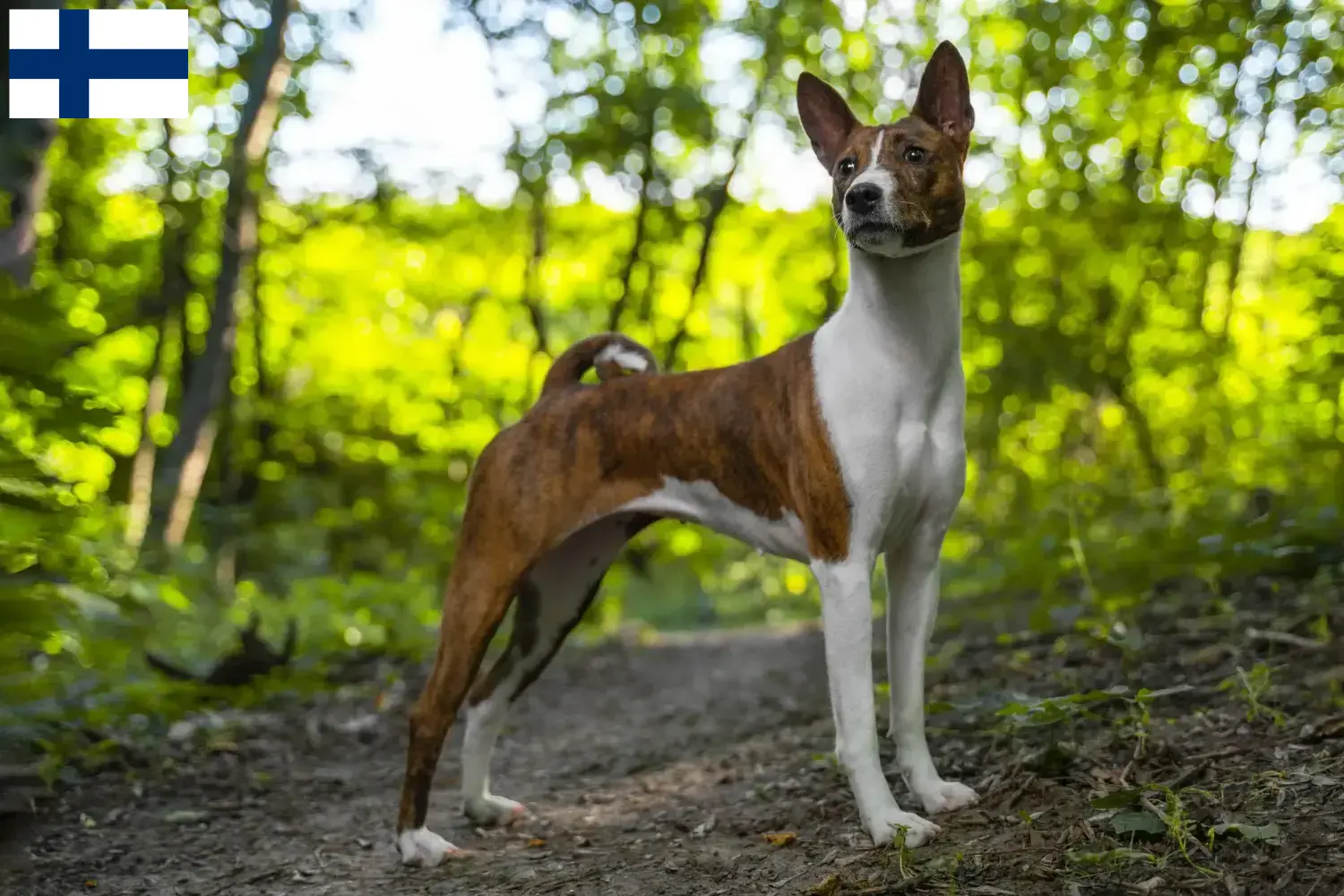 Read more about the article Basenji tenyésztők és kiskutyák Finnországban