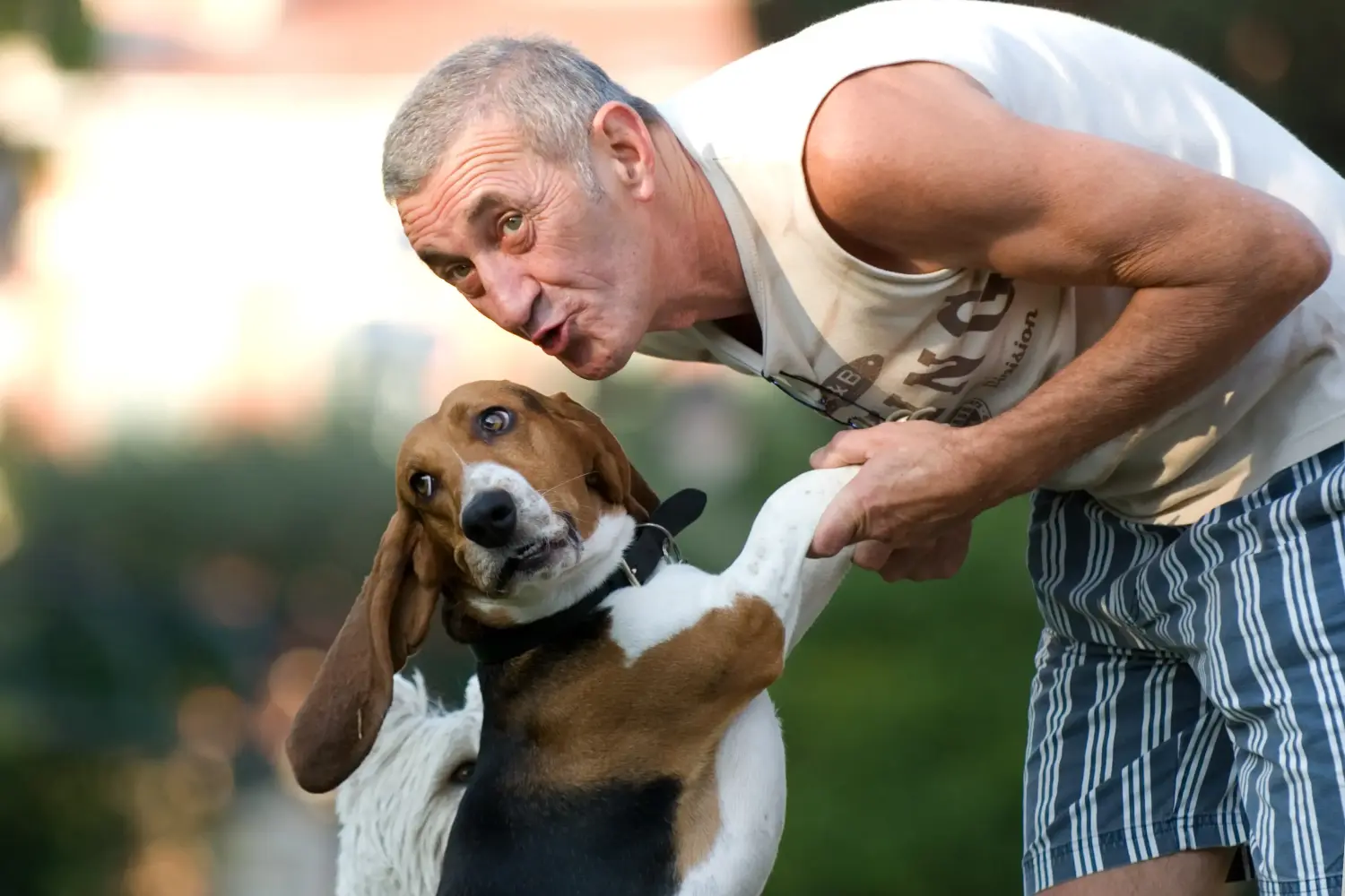 Basset Artésien Normand - Szerelmem e kutyafajta iránt. Miért szeretem a Basset Artésien Normand-ot?