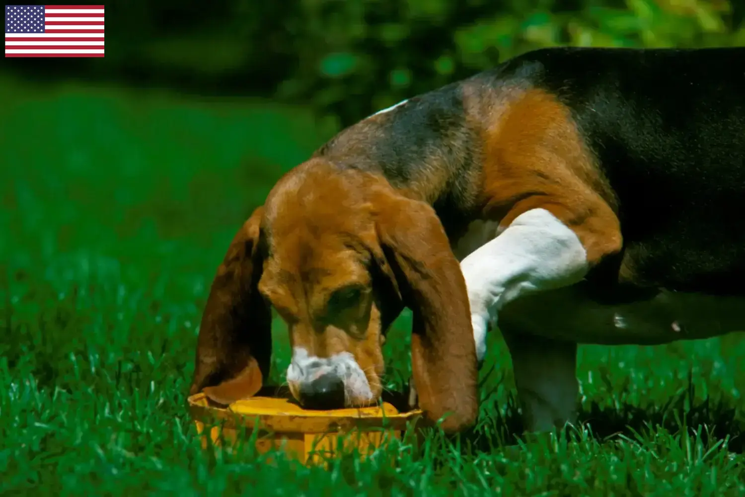 Read more about the article Basset Artésien Normand tenyésztők és kiskutyák az USA-ban