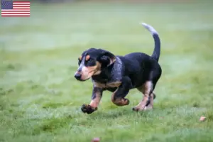 Read more about the article Basset bleu de Gascogne tenyésztők és kölykök az USA-ban
