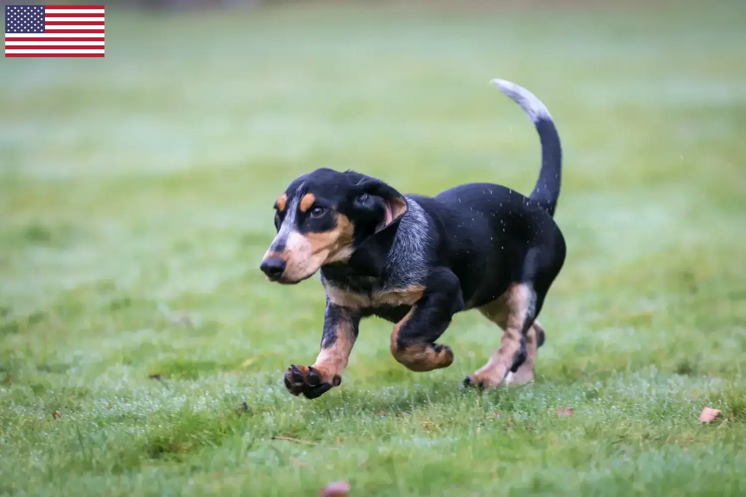 Read more about the article Basset bleu de Gascogne tenyésztők és kölykök az USA-ban
