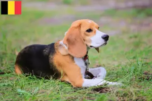 Read more about the article Beagle Harrier tenyésztők és kölykök Belgiumban