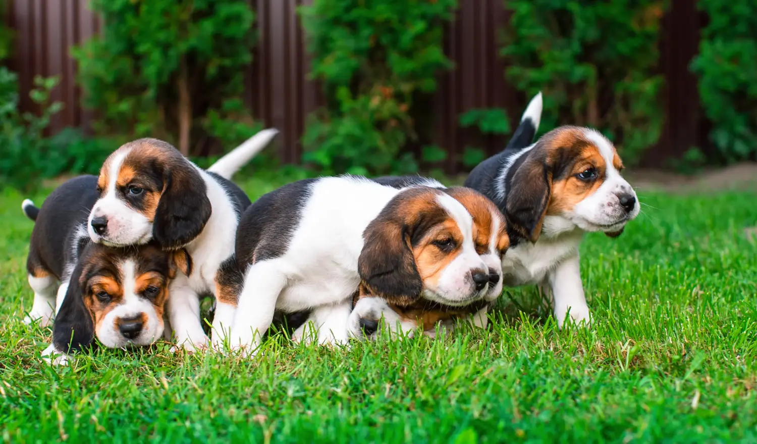 Beagle kölyökkutya vásárlása felelősségvállalást jelent! Beagle kölyökkutyák vásárlása.