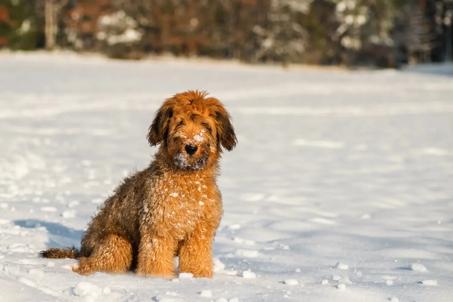 Briard kölyökkutya vásárlása felelősségvállalást jelent! Briard kiskutyák vásárlása.