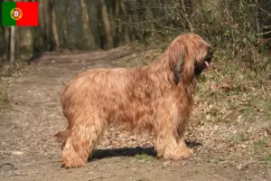 Read more about the article Briard tenyésztők és kölykök Portugáliában